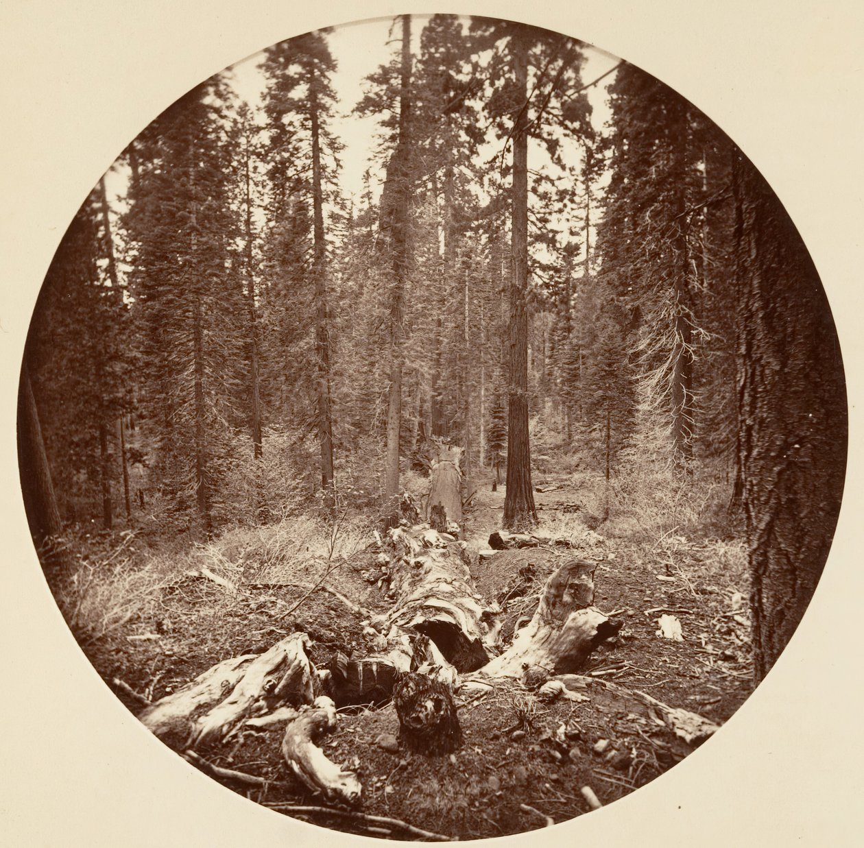 [Yosemiten kansallispuisto, Kalifornia], n. 1878. tekijältä Carleton Emmons Watkins