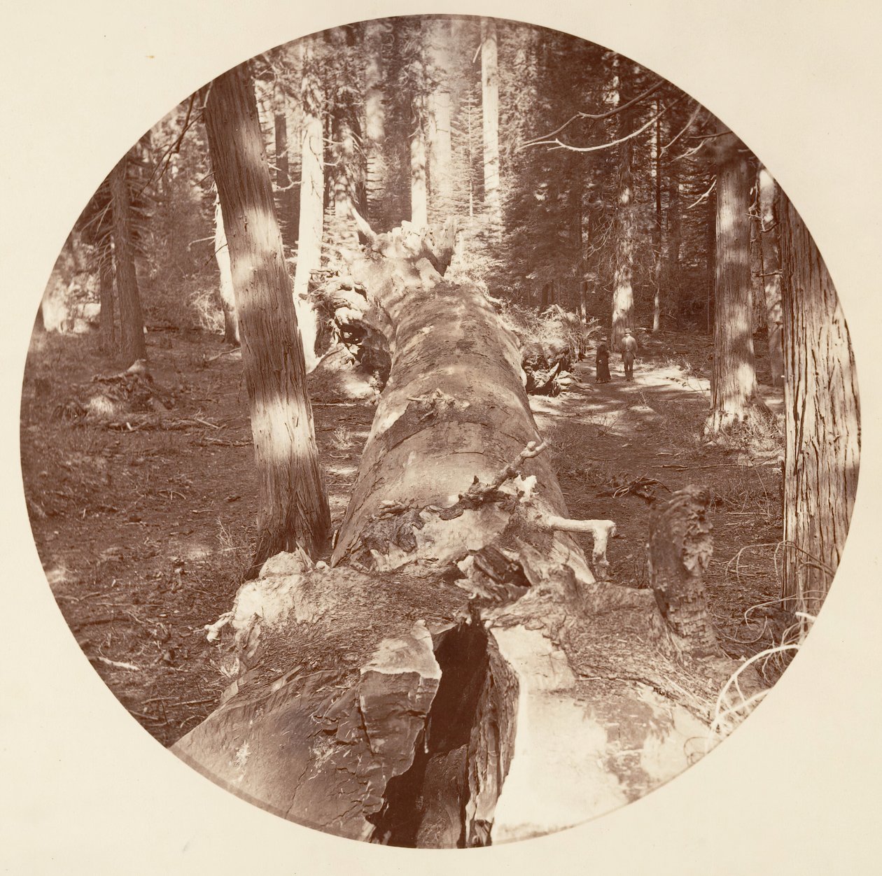 [Yosemiten kansallispuisto, Kalifornia], n. 1878. tekijältä Carleton Emmons Watkins