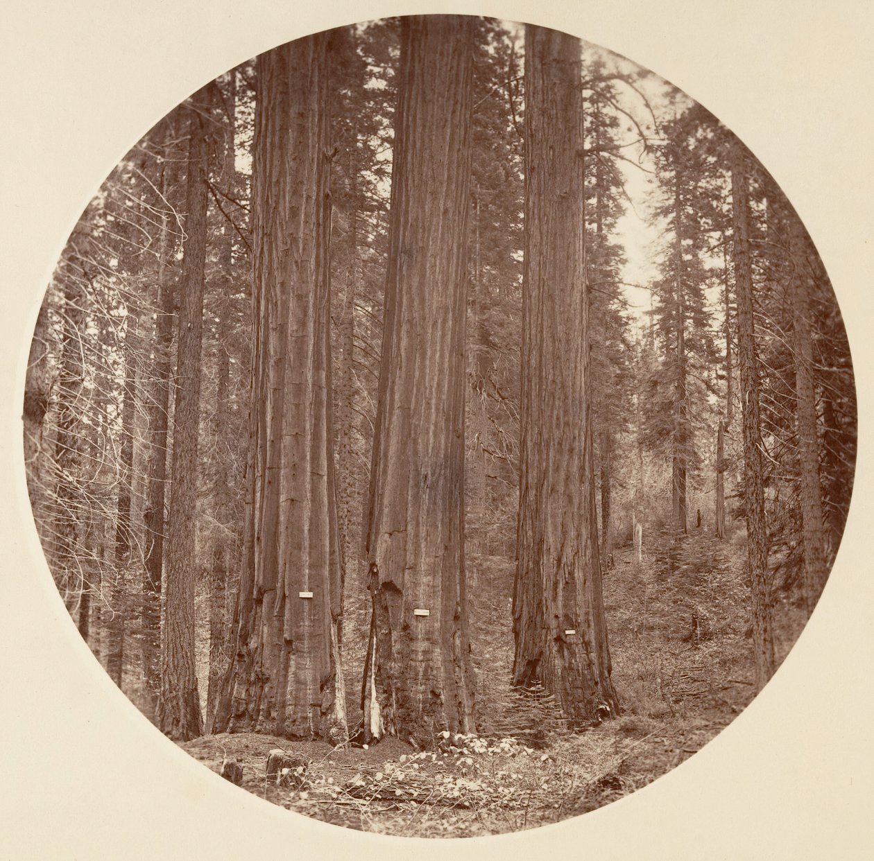 [Yosemiten kansallispuisto, Kalifornia], n. 1878. tekijältä Carleton Emmons Watkins