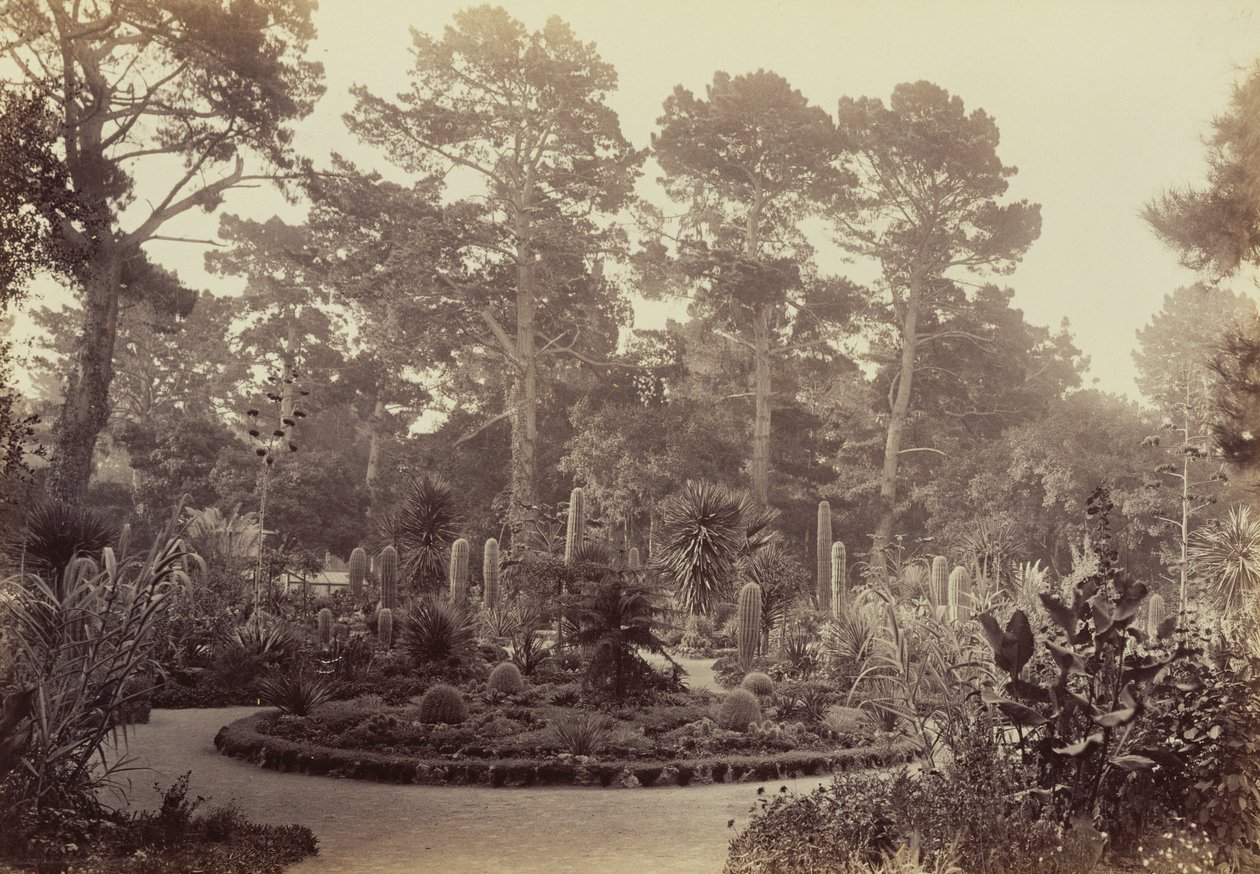 [Arizona-puutarha, Hotel del Monte, Monterey] tekijältä Carleton Watkins