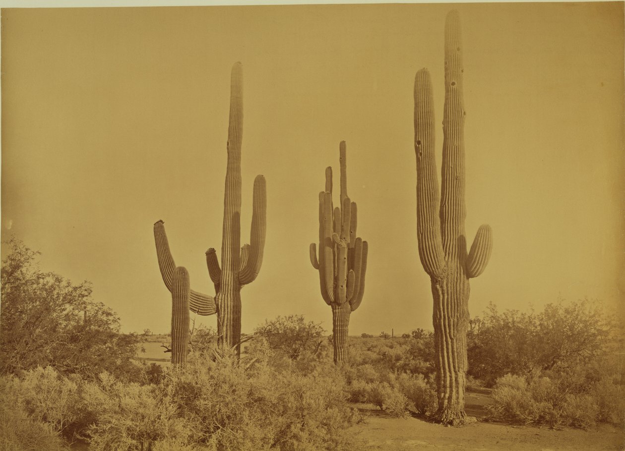 [Kaktus, Arizona - Cereus Giganteus] tekijältä Carleton Watkins