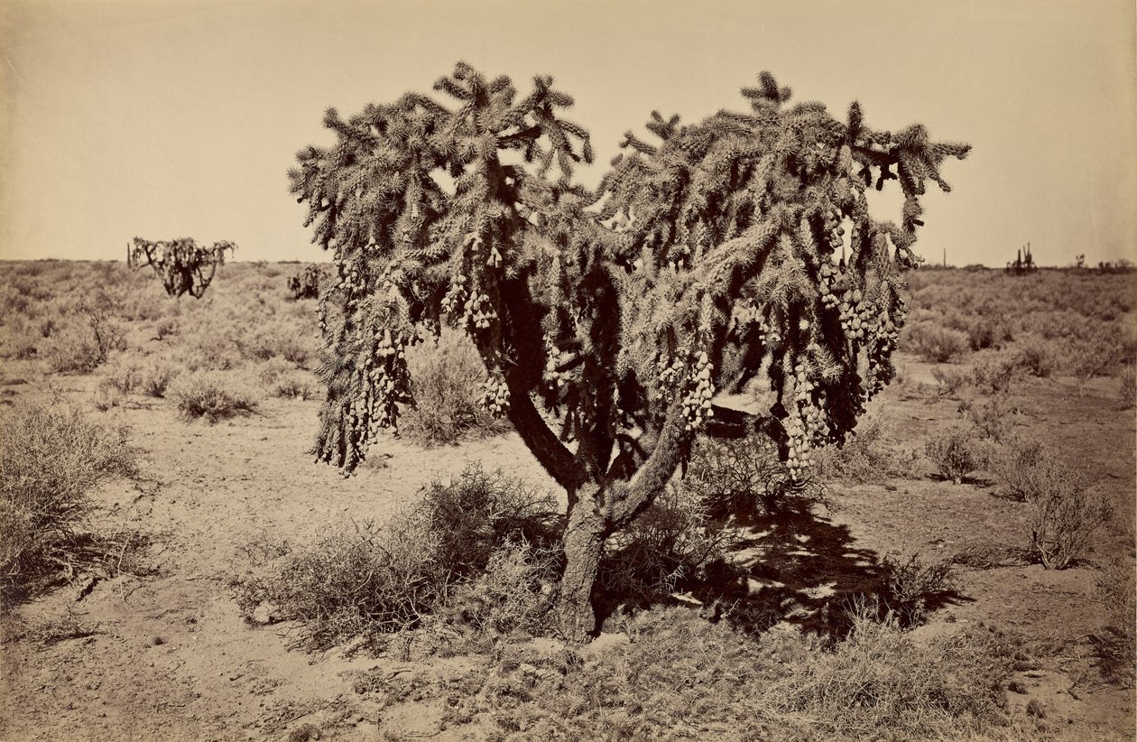 [Kaktus, Arizonan autiomaa] tekijältä Carleton Watkins