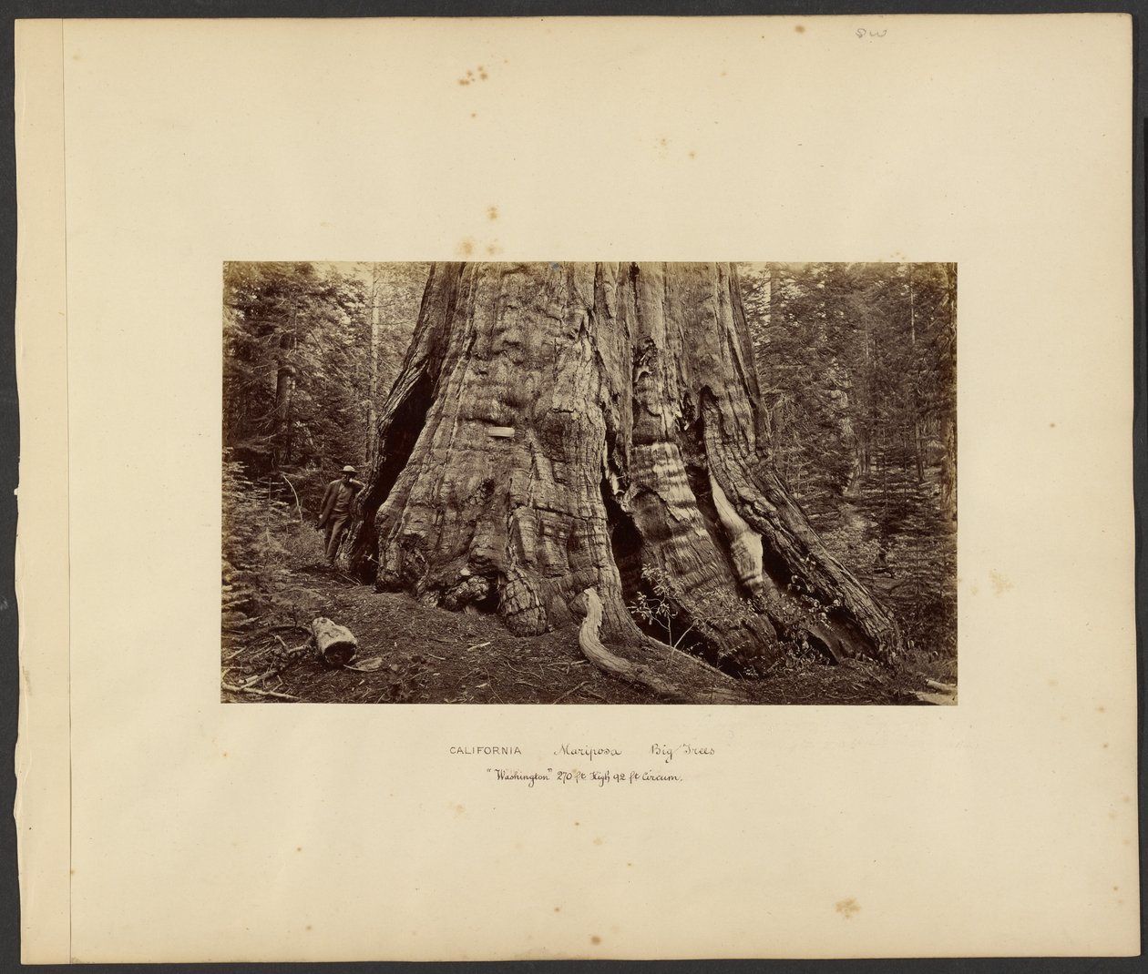 [Kalifornia - Mariposa Big Trees, "Washington" 270 jalkaa korkea, 92 jalkaa ympärysmitta.] tekijältä Carleton Watkins