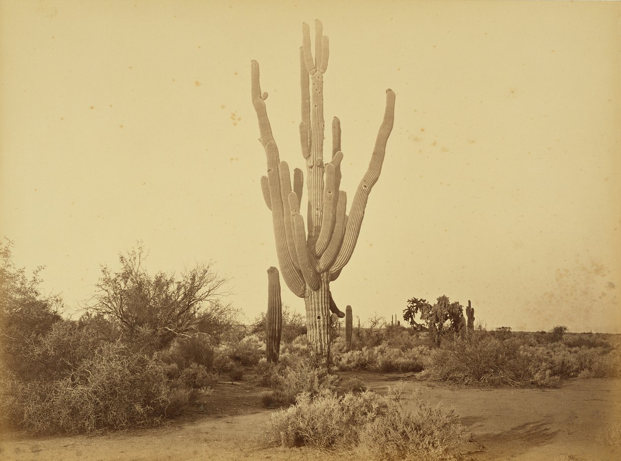 [Cereus giganteus, S.P.R.R., Arizona] tekijältä Carleton Watkins