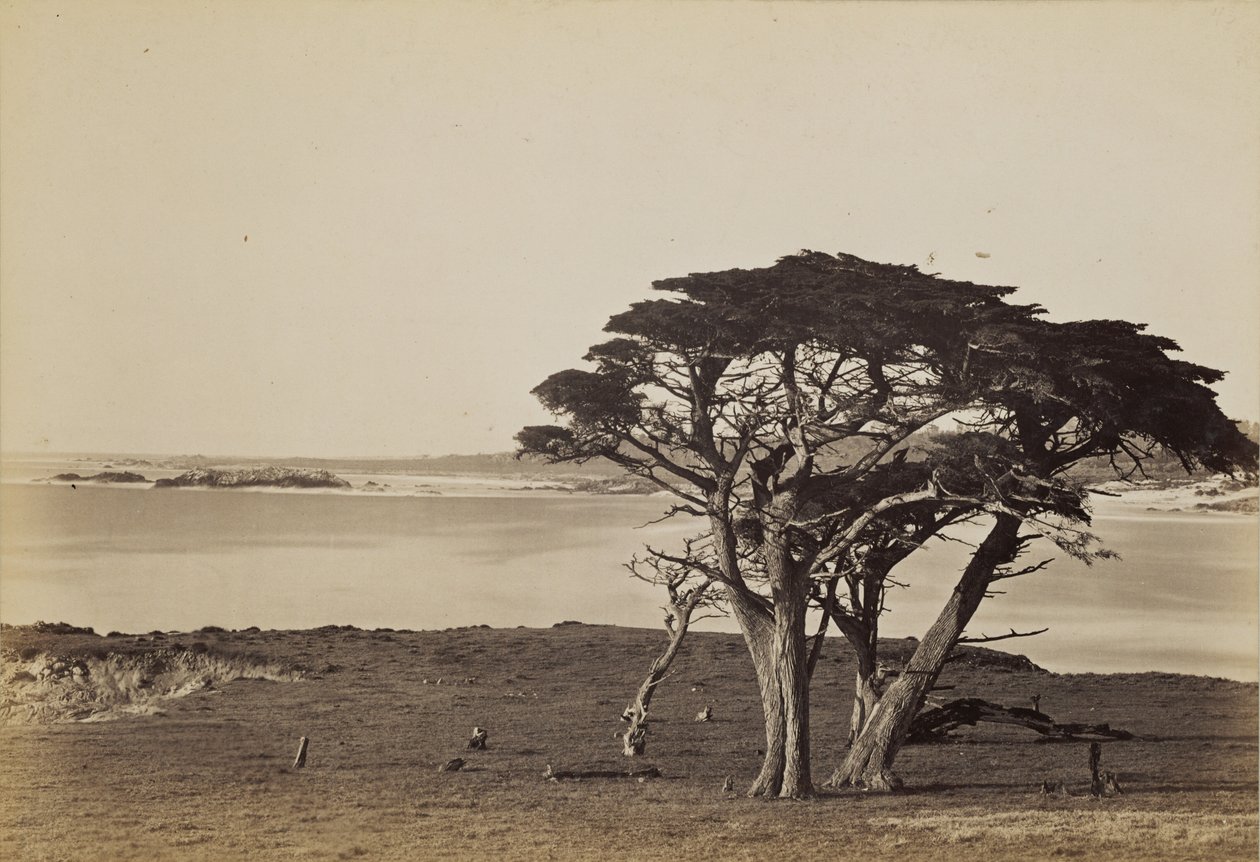 [Rannikkomaisema lähellä Montereyta] tekijältä Carleton Watkins