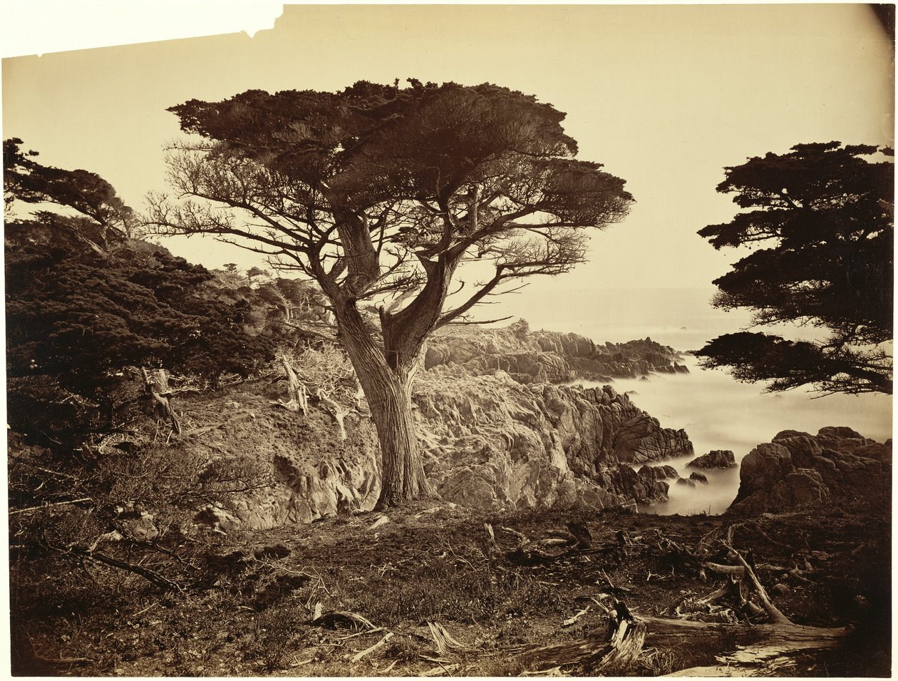 [Cypress Point, Monterey] tekijältä Carleton Watkins