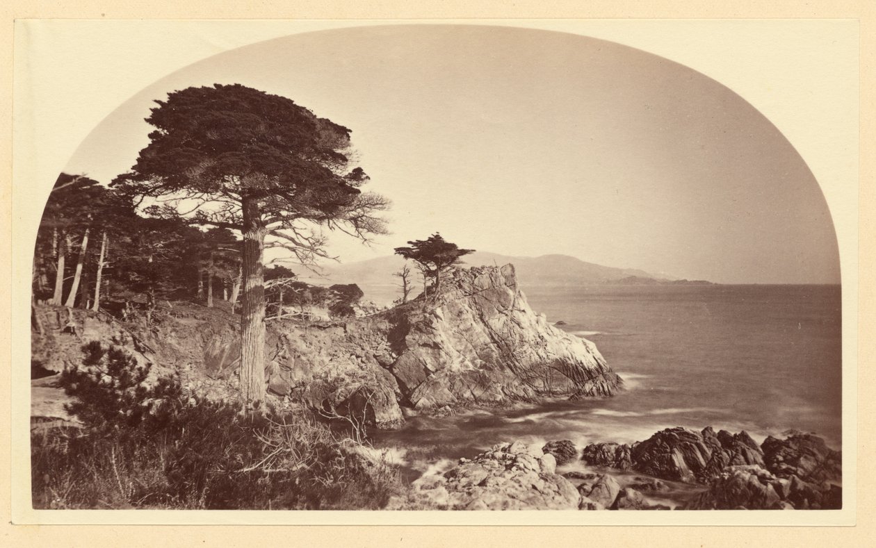 [Cypress Point Cypress Drivelta nähtynä, Monterey, Kalifornia] tekijältä Carleton Watkins