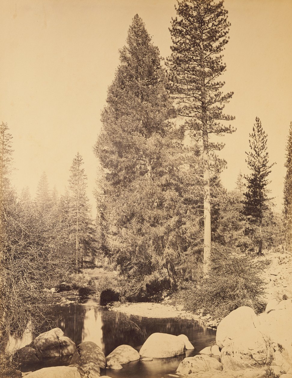 [Douglaskuusi Clarksissa] / [Douglaskuusi] tekijältä Carleton Watkins