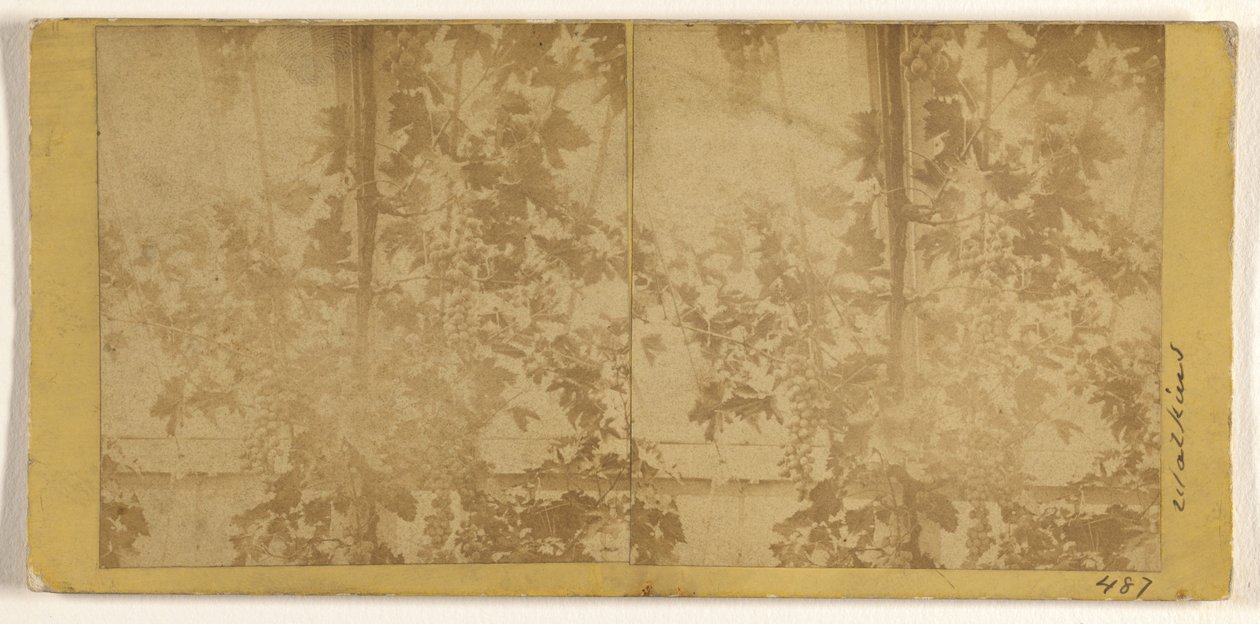 Weinreben tekijältä Carleton Watkins