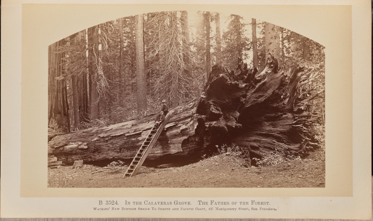Calaverasin metsässä. Metsän isä tekijältä Carleton Watkins