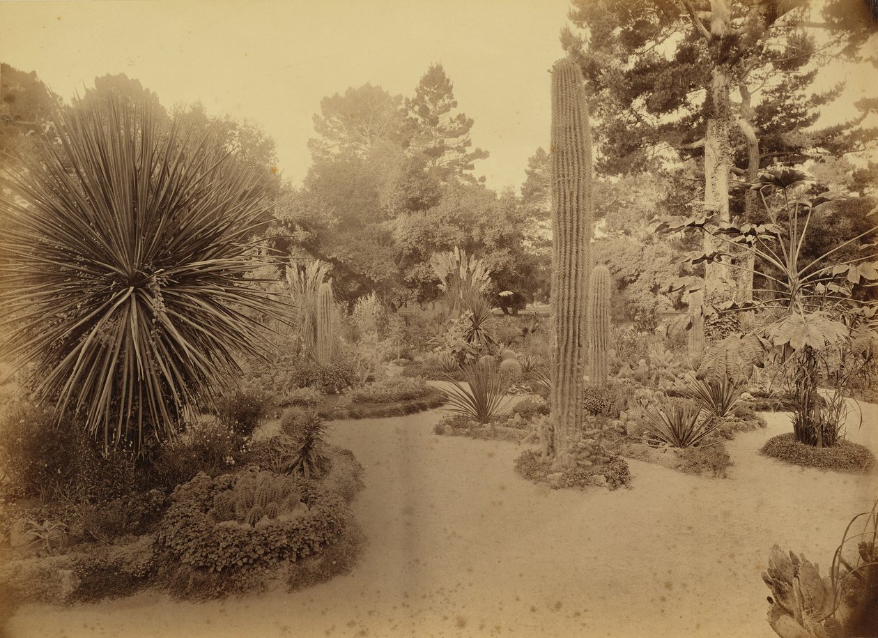 [Monterey, Kalifornia. Arizona Garden, Hotel Del Monte]. tekijältä Carleton Watkins