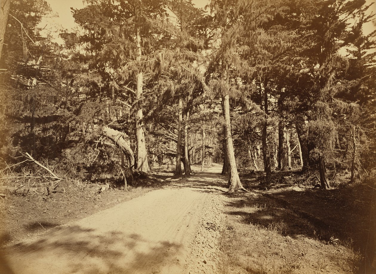 [Monterey, Kalifornia. Moss Avenue, 18 Mile Drive.] tekijältä Carleton Watkins