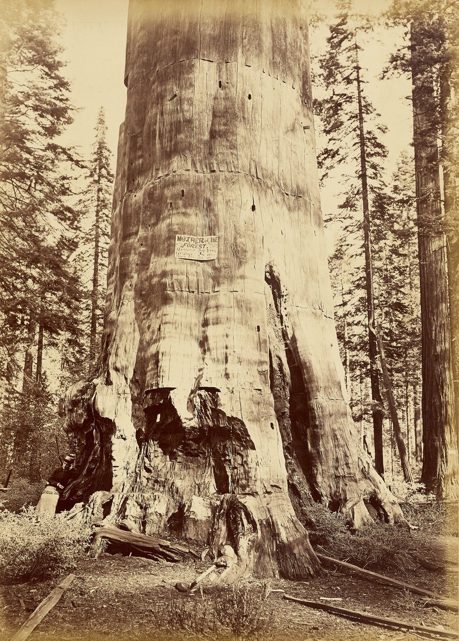 [Metsän äiti, 221 jalkaa korkea] tekijältä Carleton Watkins