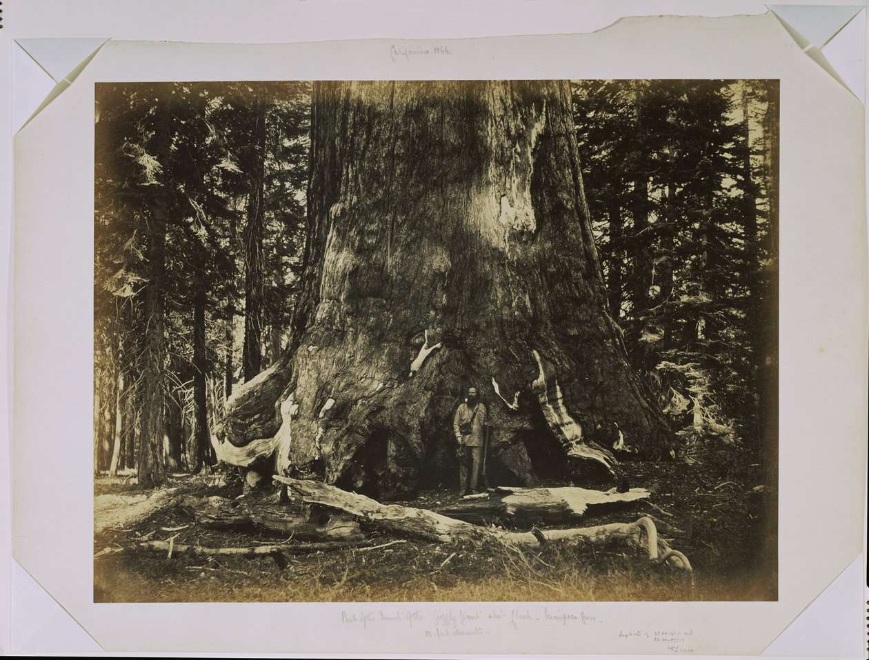 Osa "Grizzly Giant" -puun rungosta Clarkin kanssa - Mariposa Grove - halkaisija 33 jalkaa tekijältä Carleton Watkins