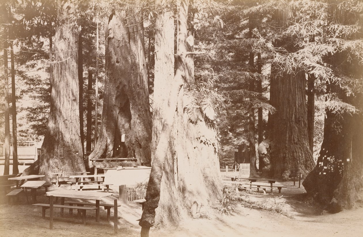[Piknikpöytä punapuumetsikössä] tekijältä Carleton Watkins