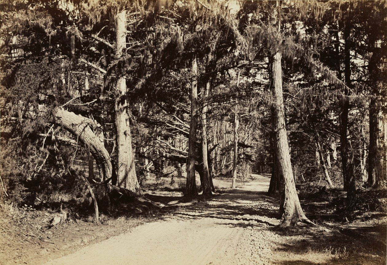 [Tie sypressilehdon halki] tekijältä Carleton Watkins