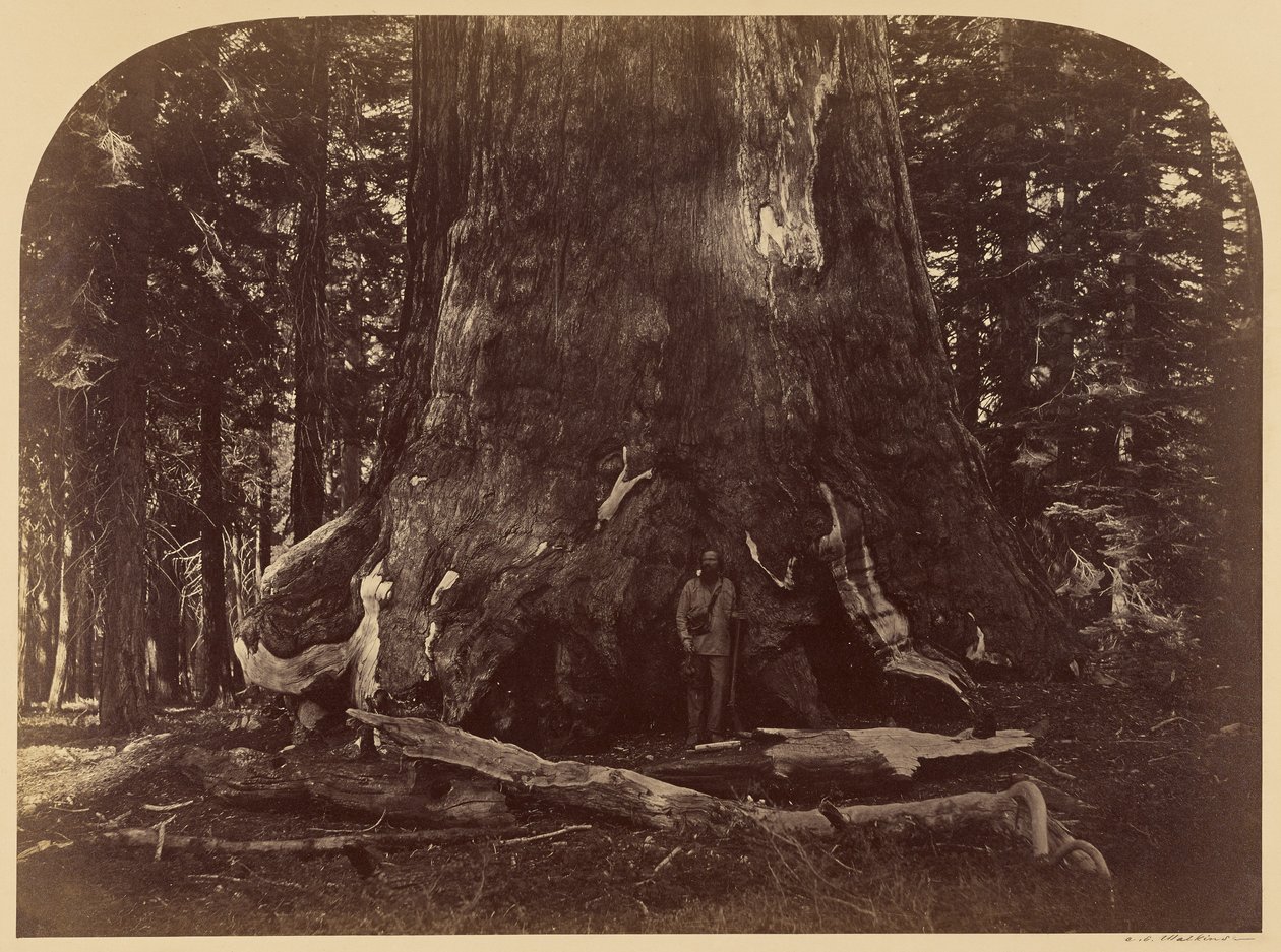 Grizzly Giantin poikkileikkaus, Mariposa Grove, halkaisija 33 jalkaa tekijältä Carleton Watkins