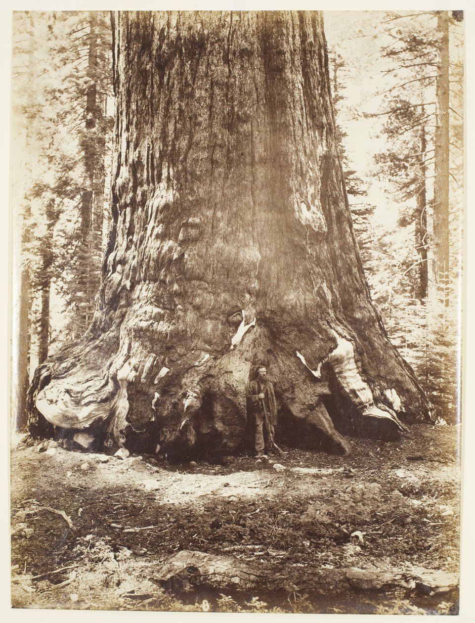 Grizzly Giantin osa Galen Clarkin kanssa, Mariposa Grove, Yosemite tekijältä Carleton Watkins