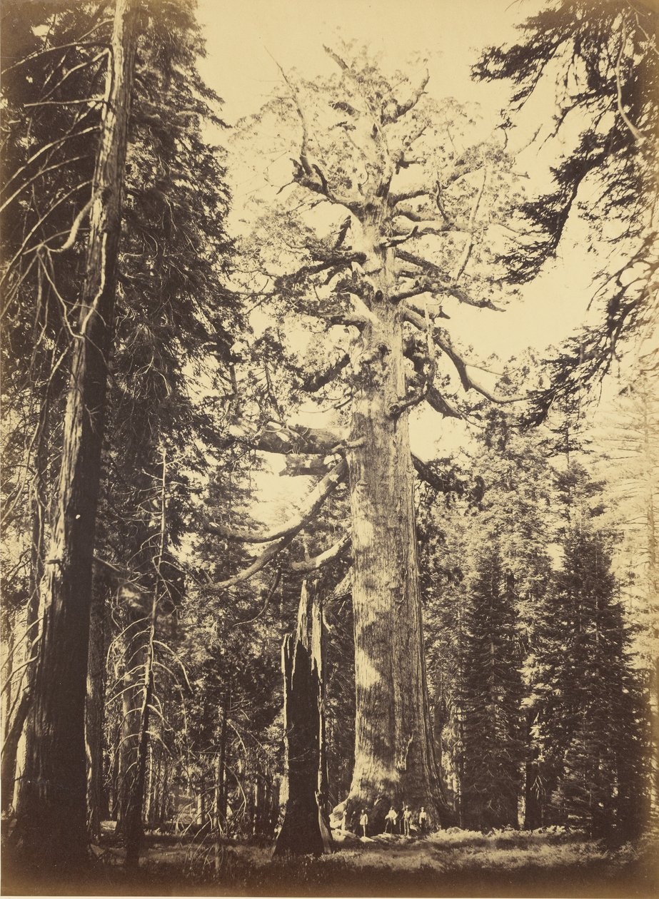 Jättiläispunapuu - "Grizzly Giant" - Mariposa Grove tekijältä Carleton Watkins