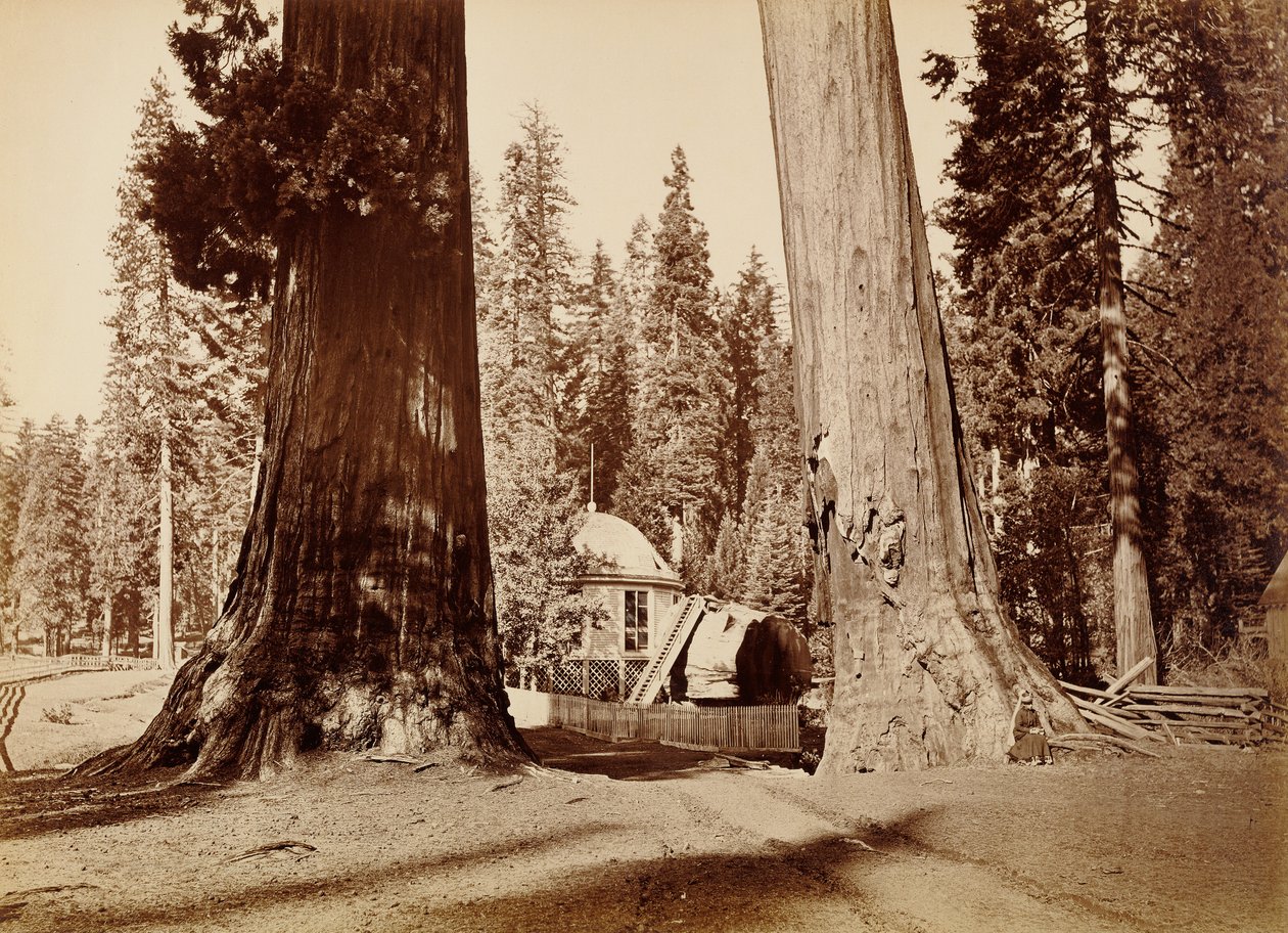 Pavilion-kanto Sentinel-puiden välistä nähtynä, Calaveras Grove tekijältä Carleton Watkins