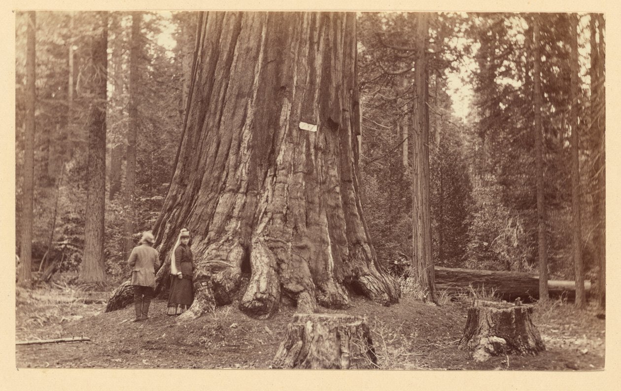 [Metsän ylpeys, Calaveras Grove] tekijältä Carleton Watkins