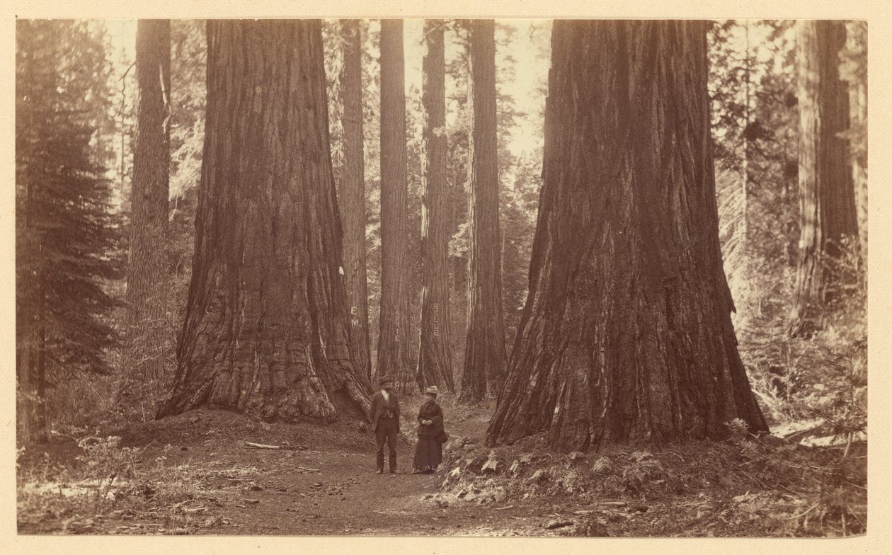 [Kolme sulotarta, Calaveras Grove] tekijältä Carleton Watkins
