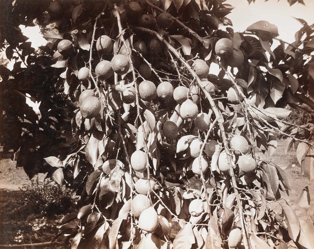 Nimetön [hedelmä puun päällä] tekijältä Carleton Watkins