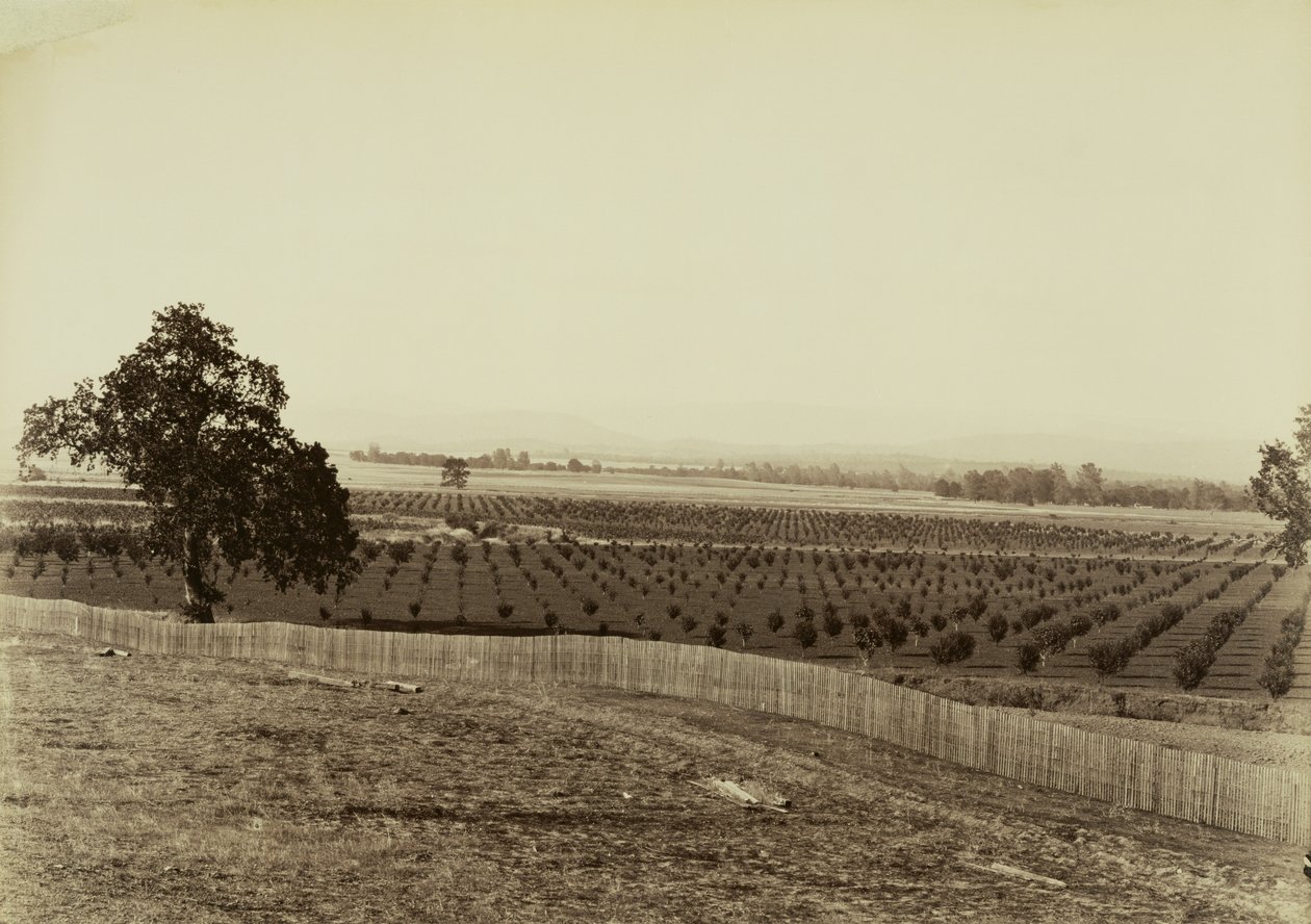 [Nuori hedelmätarha, Palermo, Butte County] tekijältä Carleton Watkins