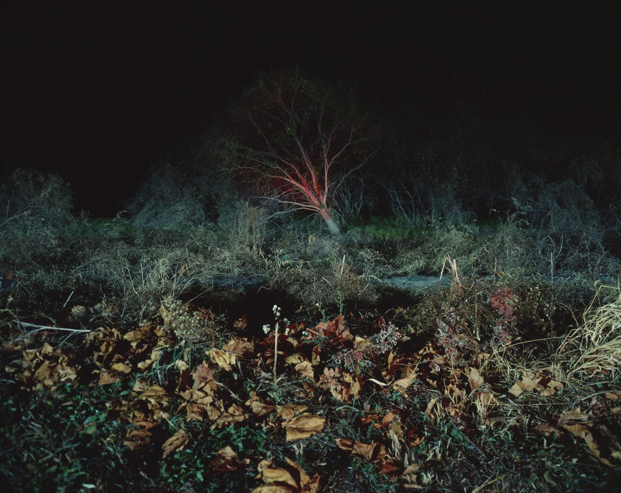 Maalaus pimeässä, 2011 tekijältä Carli Choi