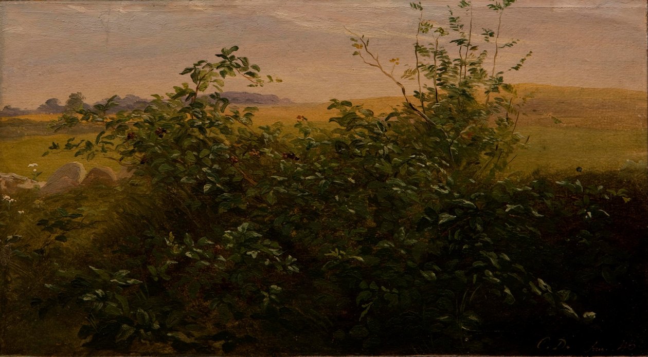 Hedge karhunvatukka tekijältä Carlo Dalgas