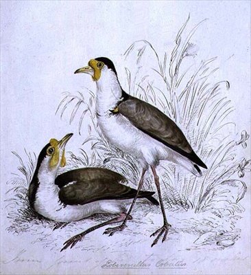 Hiekkapiippu, 1800-luku tekijältä Caroline Louisa Atkinson