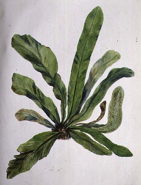 Aspidistra, 1800-luku tekijältä Caroline Louisa Meredith
