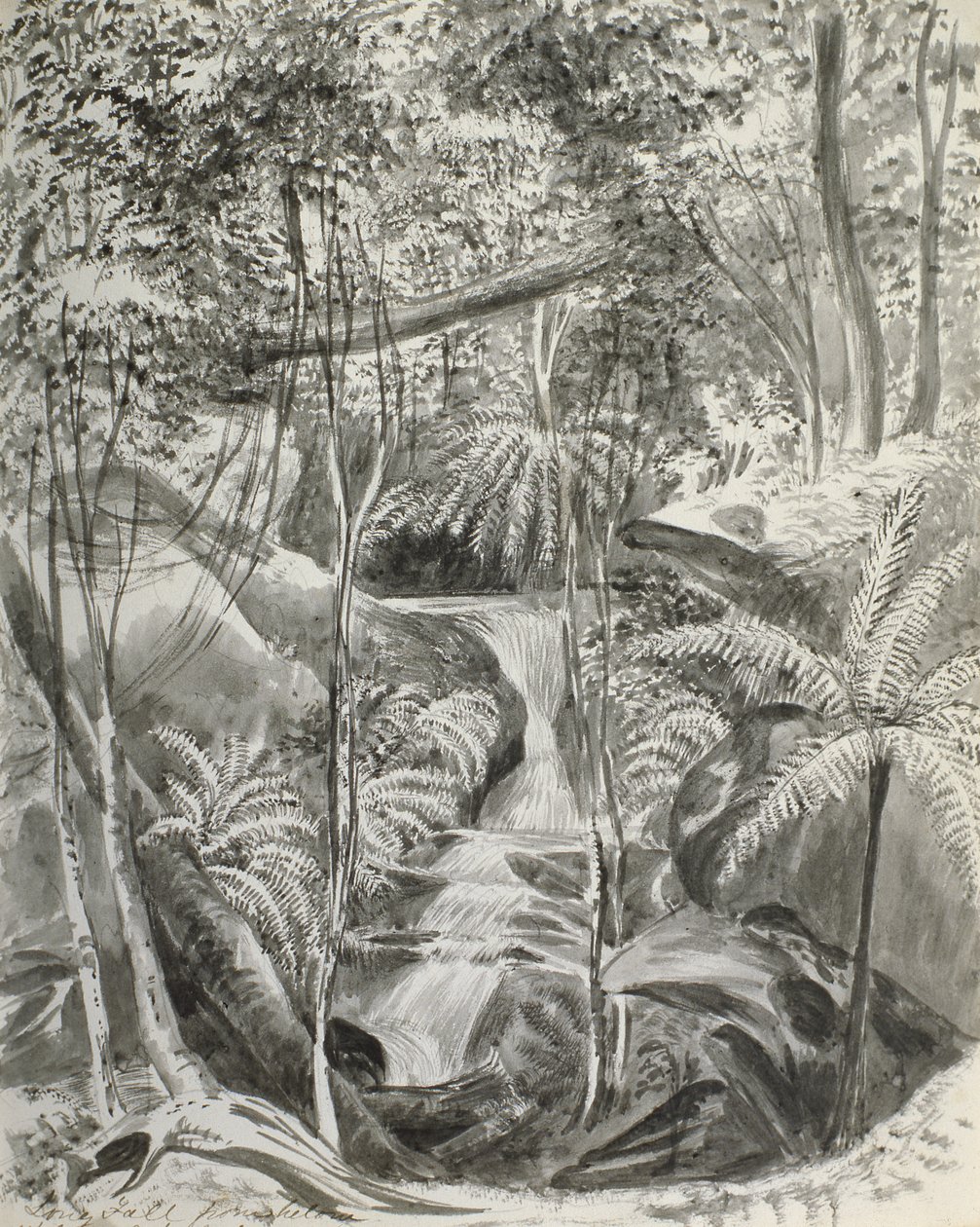 Viidakkotutkimus, 1800-luku tekijältä Caroline Louisa Meredith