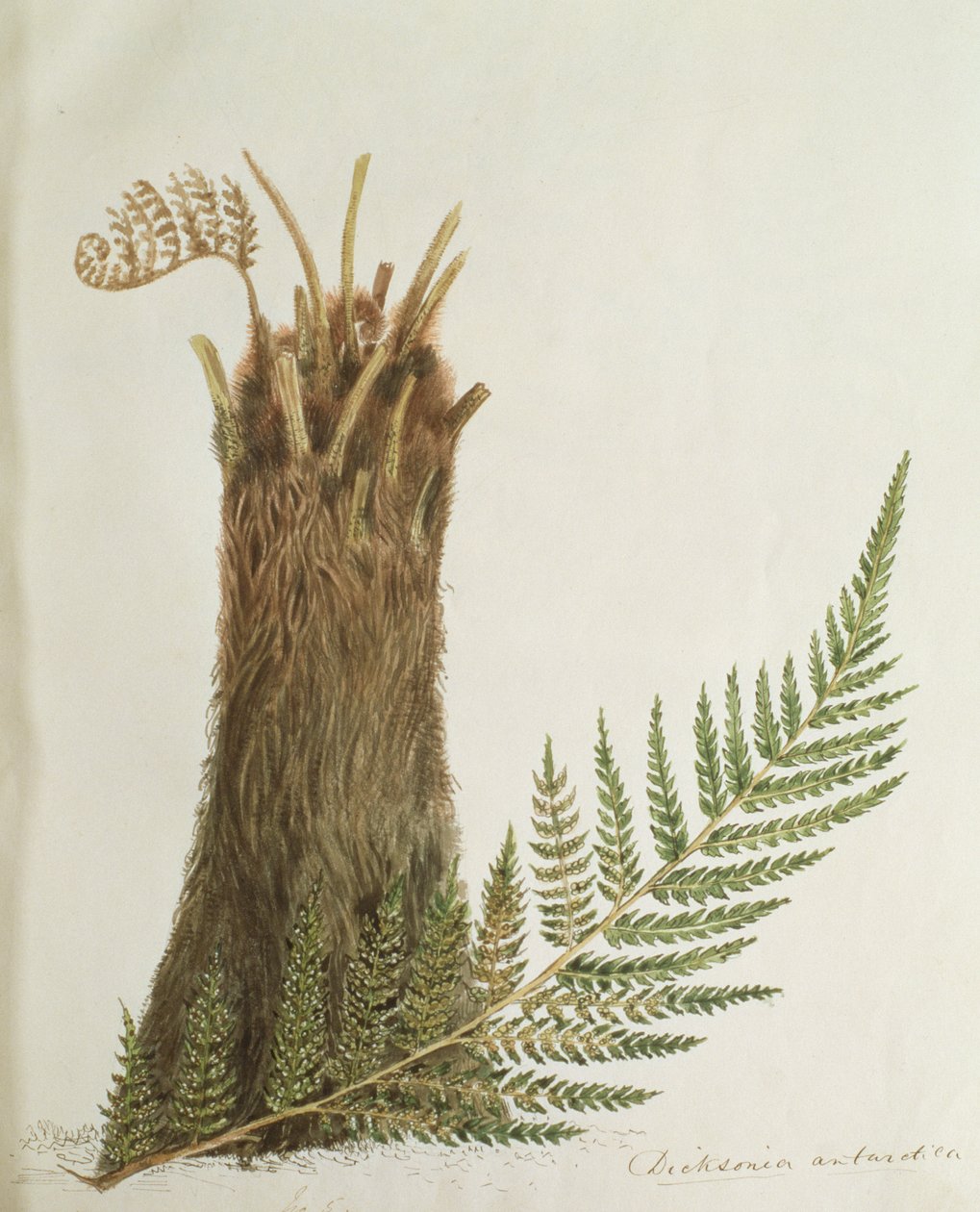 Tutkimus saniaisesta, 1800-luku tekijältä Caroline Louisa Meredith