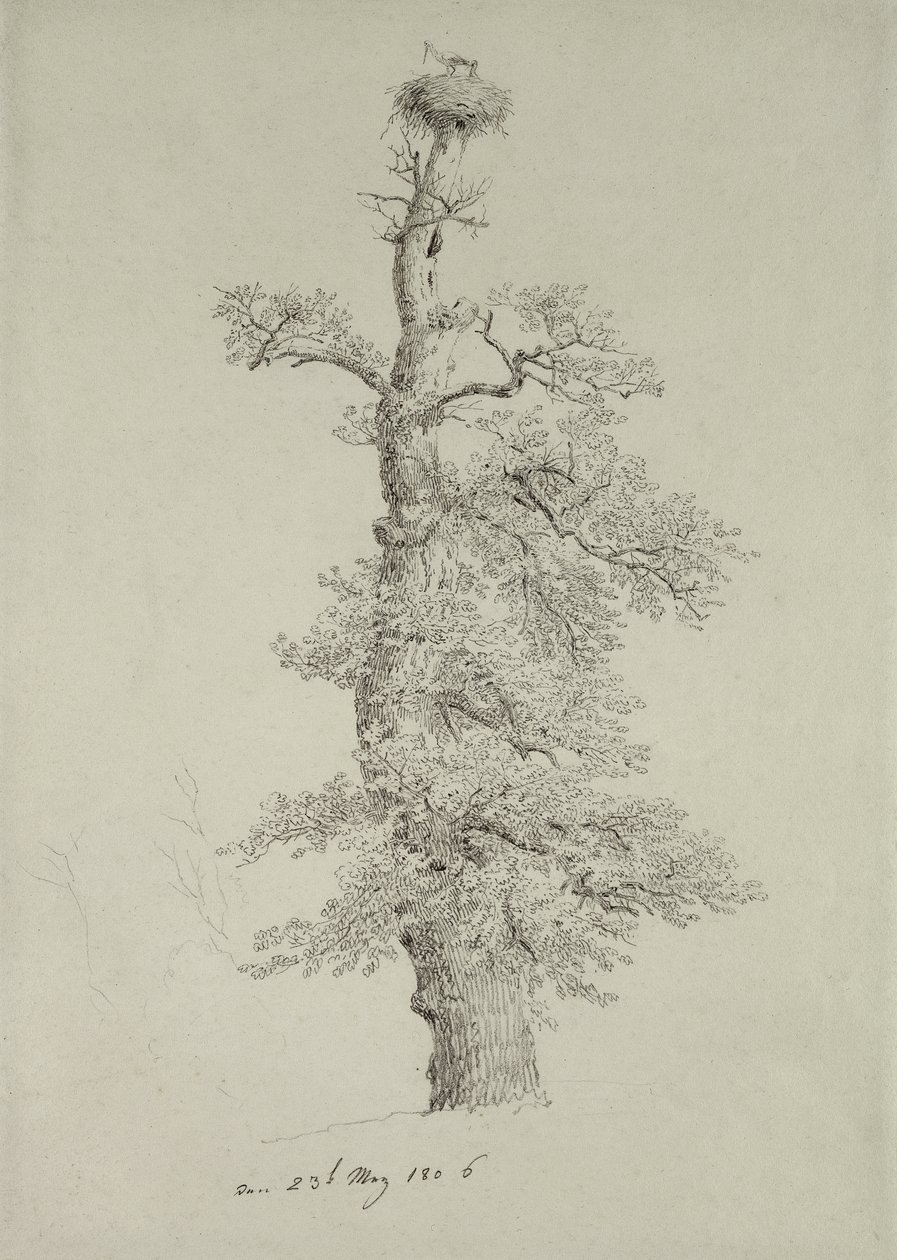 Muinainen tammi ja haikarapesä, 23. toukokuuta 1806 tekijältä Caspar David Friedrich