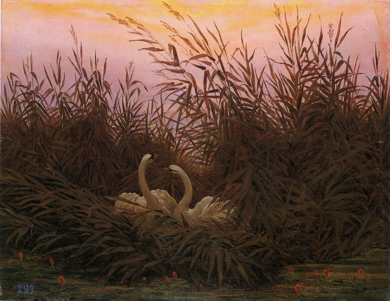 Saksa: Schwäne im Schilf beim ersten Morgenrot Joutsenet ruovikossa ensimmäisenä aamuna. tekijältä Caspar David Friedrich