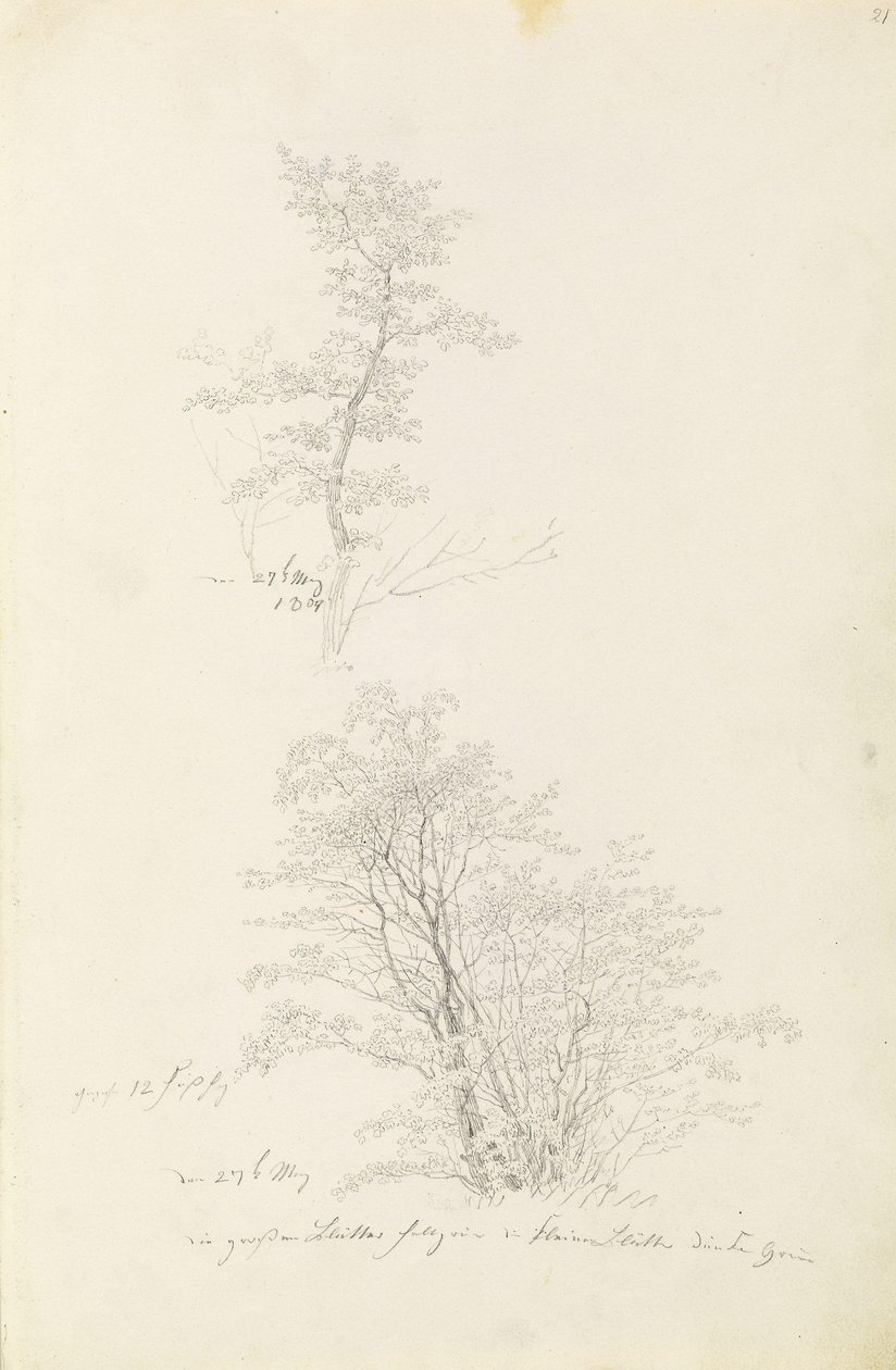 Ryhmä nuoria puita tekijältä Caspar David Friedrich