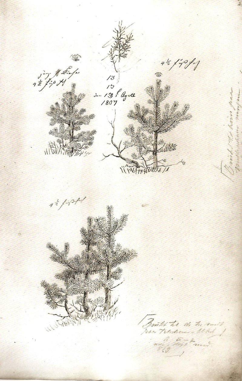 Pines tekijältä Caspar David Friedrich