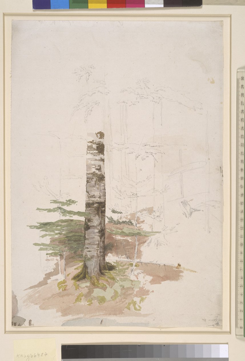 Tutkimus havumetsän sisältä tekijältä Caspar David Friedrich