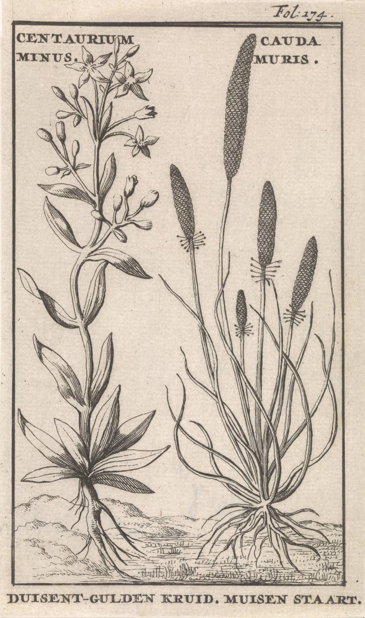 Centaury ja hiiren häntä Centaurium Miinus. Cauda Muris Duisent-Guilder Herb. Hiiren häntä (otsikko esineessä) tekijältä Caspar Luyken