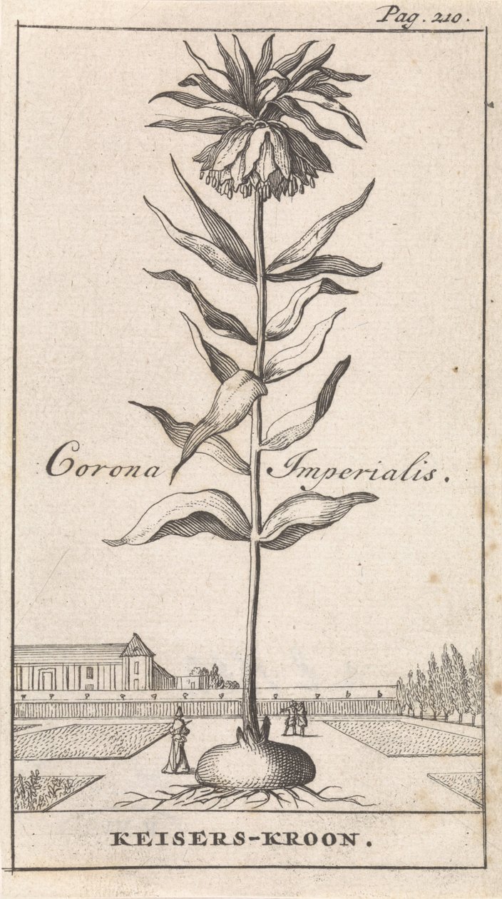 Keisarillinen kruunu Corona Imperialis / Keiserin kruunu (otsikko esineessä) tekijältä Caspar Luyken