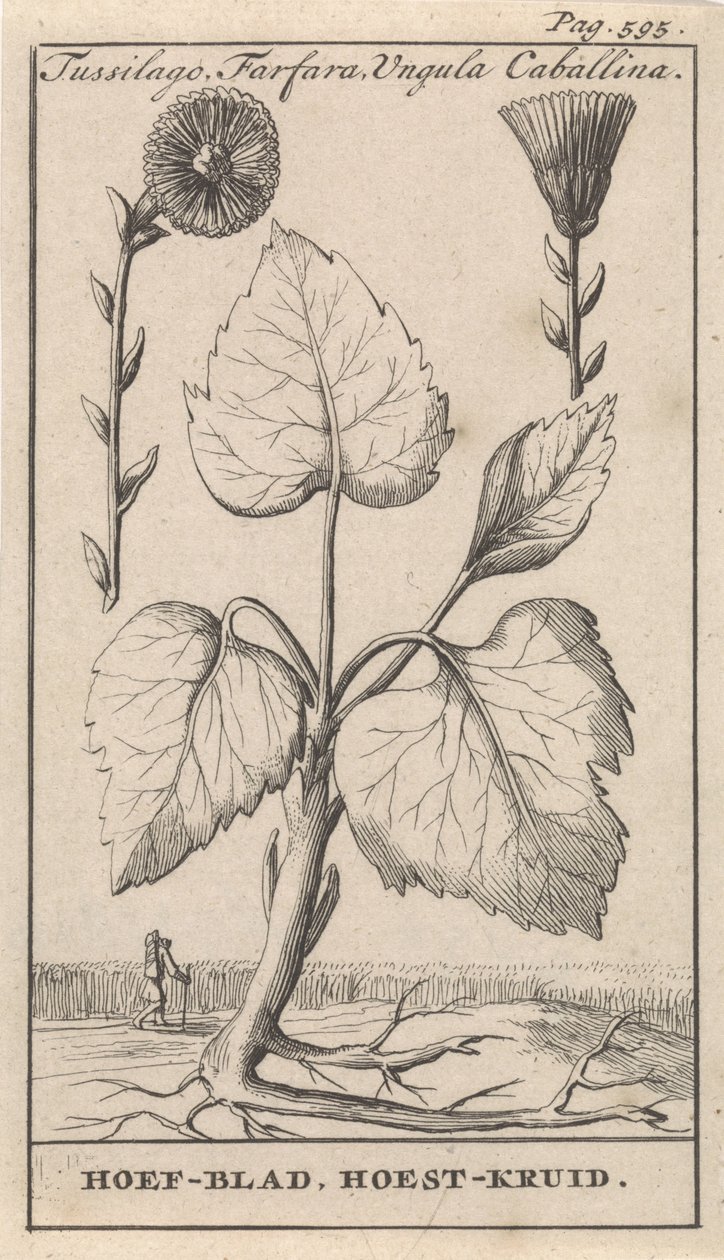 Coltsfoot yskänyrtti Tussilago, Farfara, Ungula Caballina / Hoof Leaf, Yskäyrtti (otsikko esineessä) tekijältä Caspar Luyken