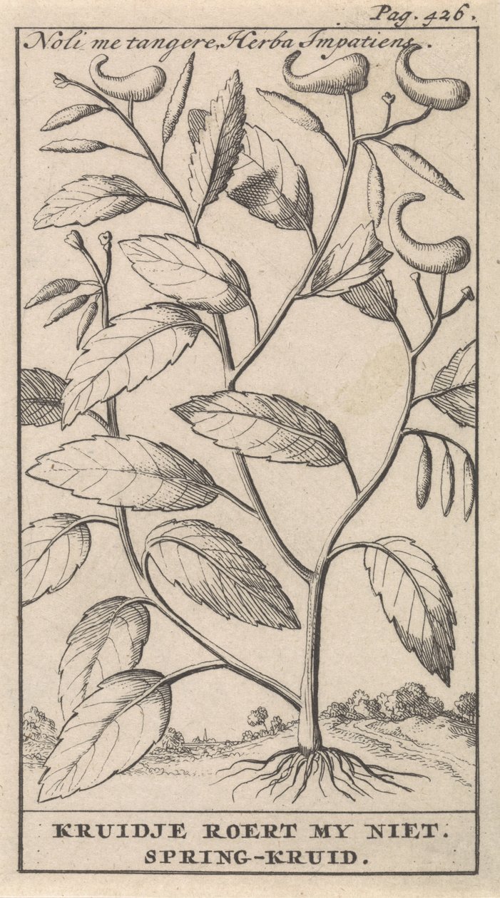 kevät yrtti Noli me tangere, Herba Impatiens / Kruidje ei sekoittele minua. Kevätyrtti (otsikko esineessä) tekijältä Caspar Luyken
