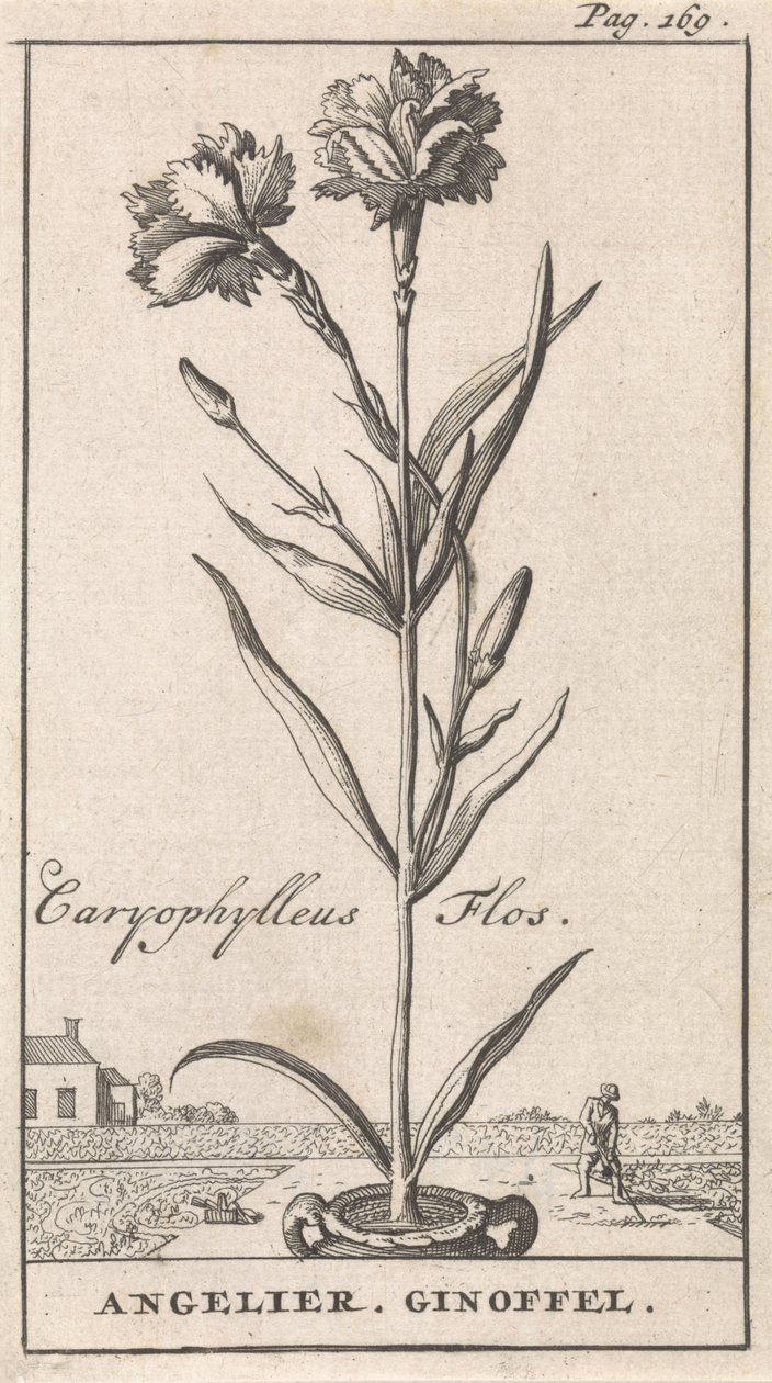 Nimilehti ja kahdeksan kukkakuvaa Anjelier Caryophylleus Flos / Angelier. Ginoffel (otsikko esineessä) tekijältä Caspar Luyken