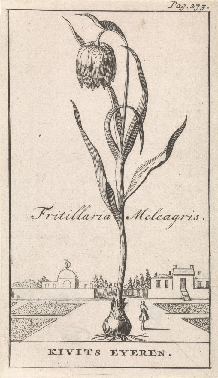 Nimilehti ja kahdeksan kukkakuvaa Kievitsbloem Fritillaria Meleagris / Kivits Eyeren (otsikko esineessä) tekijältä Caspar Luyken
