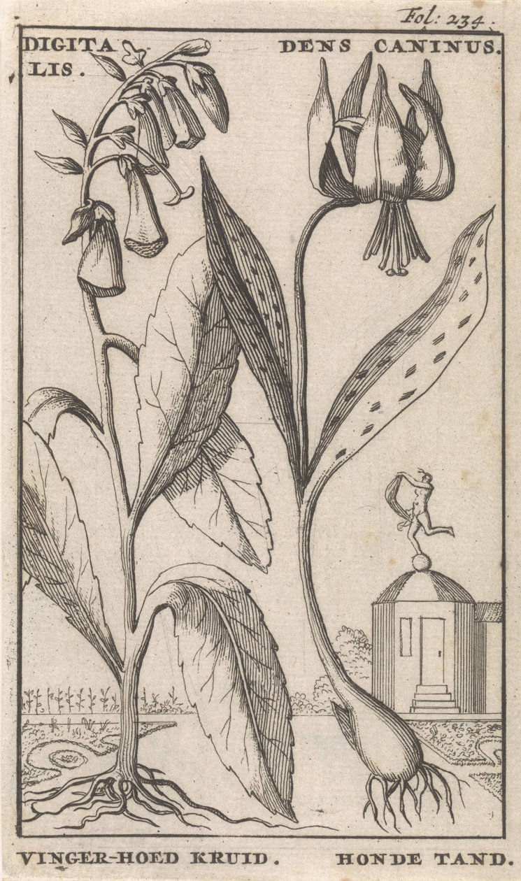 Nimilehti ja kahdeksan kukkakuvaa Foxglove ja koiran hammas digitalis. Dens Caninus / Finger-hat Herb. Koiran hammas (otsikko esineessä) tekijältä Caspar Luyken