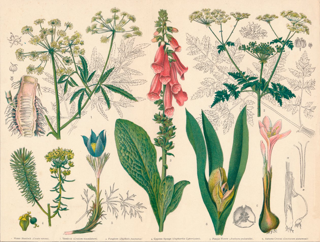 "British Poisonous Plants", 1800-luvun puolivälissä. tekijältä Cassell and Co