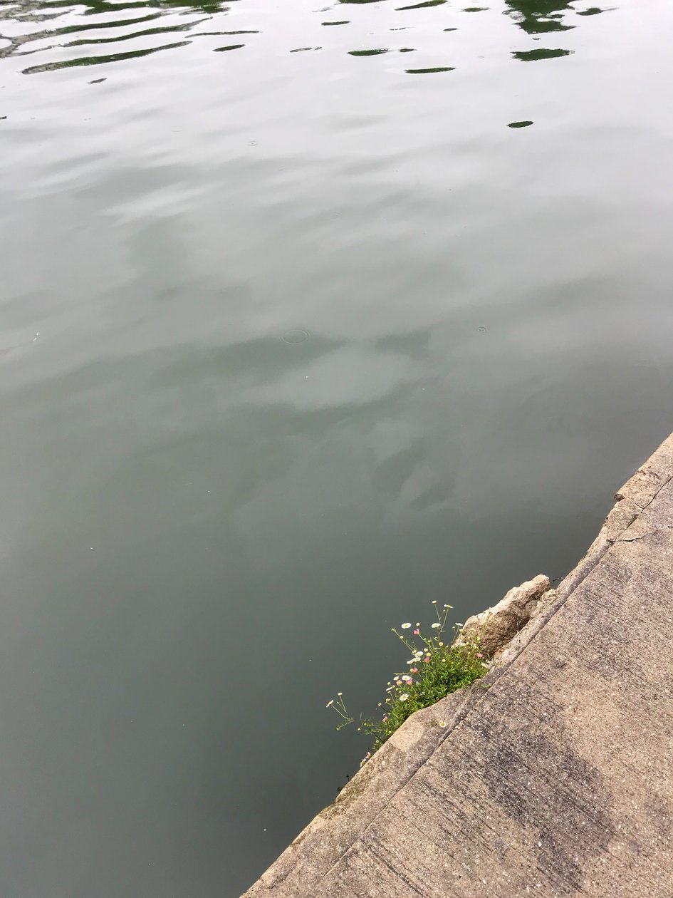 Kokoonpano, 2019 (kuva) tekijältä Cécile Jamet