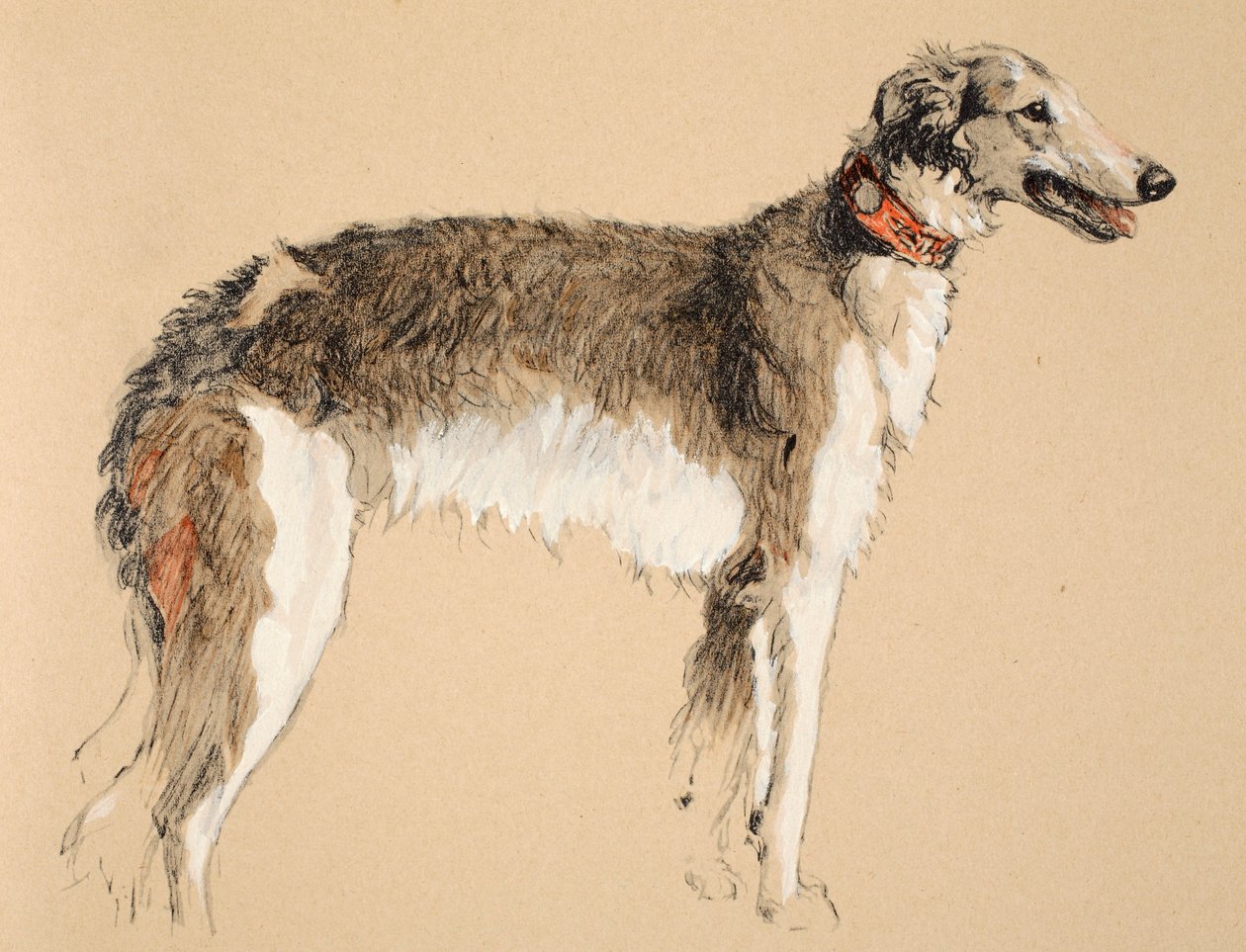 Borzoi, 1930, kuvituksia hänen luonnoskirjastaan, jota käytettiin "Just among Friends" -julkaisussa, Aldin, Cecil Charles Windsor (1870-1935), myöhemmin julkaissut Eyre and Spottiswoode Limited, 1934, Chalk and Charcoal on tekijältä Cecil Charles Windsor Aldin