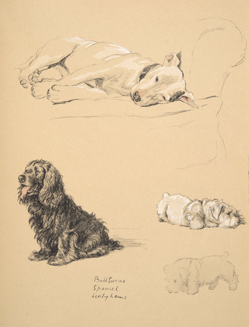 Bull-terrieri, spanieli ja sealyhams, 1930, piirroksia hänen luonnoskirjastaan, jota käytettiin "Just among Friends", Aldin, Cecil Charles Windsor (1870-1935), myöhemmin julkaissut Eyre ja Spottiswoode Limited, tekijältä Cecil Charles Windsor Aldin